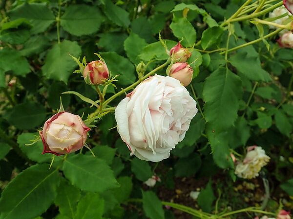 Gloire d’Olivet, SalycinaSGH 4-2-w.jpg