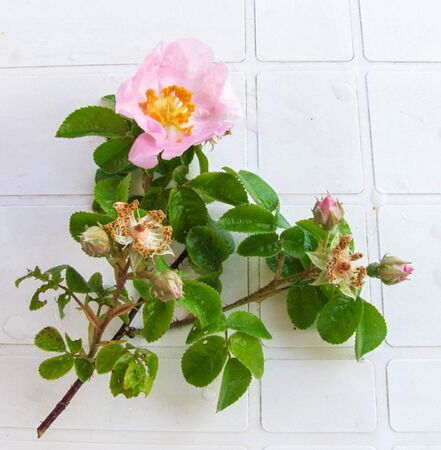 Macrantha Alaunensis - GE Allonnes 3-2-w.jpg