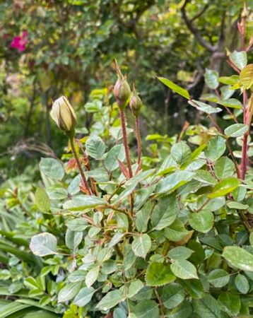 Para Ti, roses josep 2-2-w.jpg