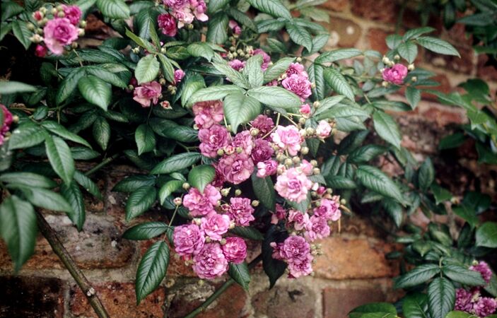 Sissinghurst, Rose-Marie Viaud-w.jpg