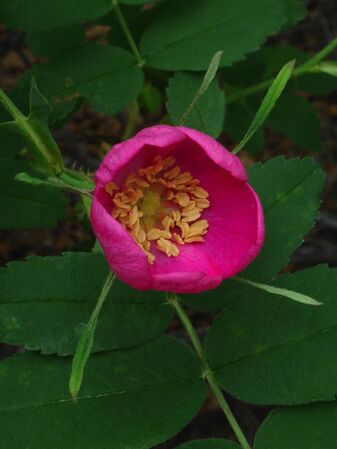 Rosa acicularis Lindl. subsp. sayi (Schwein.) W.H.Lewis, Alaskawildfloers.us 8-2-w.jpg