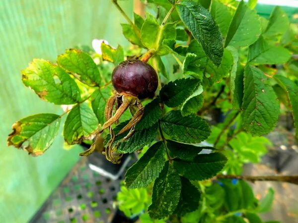 Rosa rugosa 'Melanocarpa' (2)-2-w.jpg