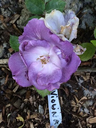 En 2023 les premières roses du semis de Dany étaient bien plus violettes; d'oû l'idée d'appeler ce semis "Violina" au départ!