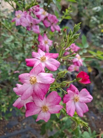 Rose Diamond Nagavajara, Naiyana Nagavajara 2-2-w.jpg