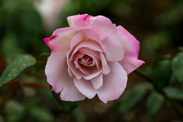 Cool as Ice – Rose-Biblio