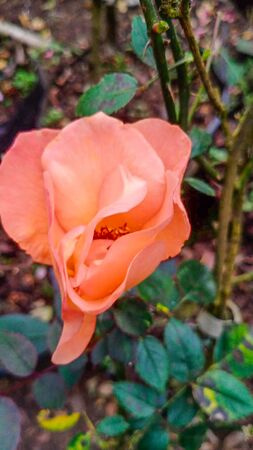 Flame of my Heart, Girija Viraraghavan 2-2-w.jpg