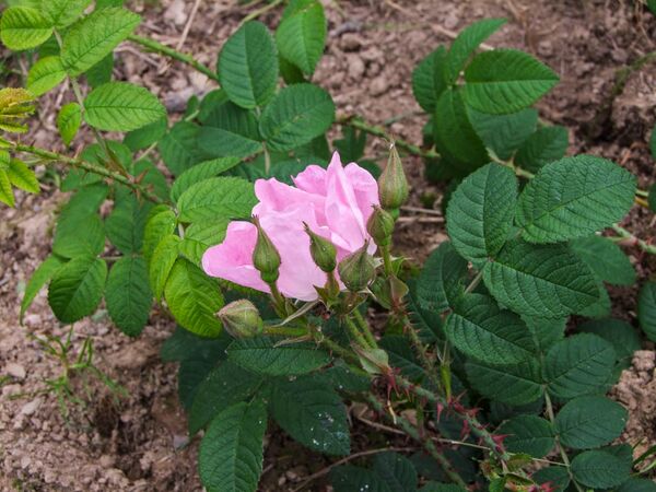 Rugosa Repens Rosea - Smith 1904 - GE Parennes DSCF3311-2-w.jpg