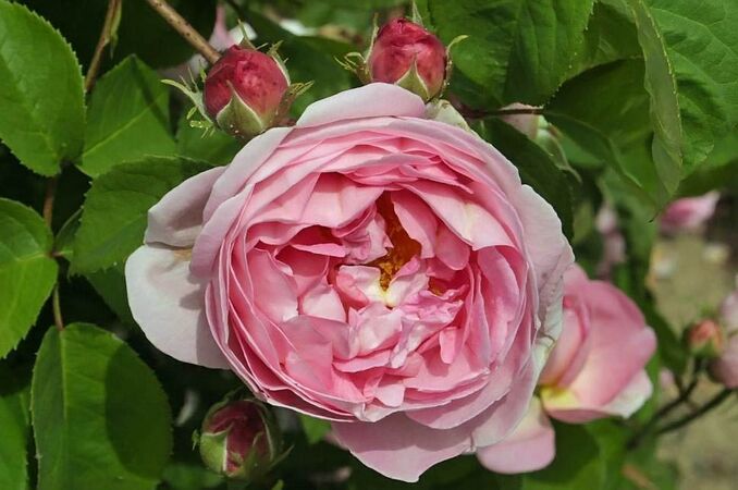 Rosa gallica huilii filtered-3-g.jpg