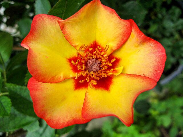 Persian Autumn – Rose-Biblio