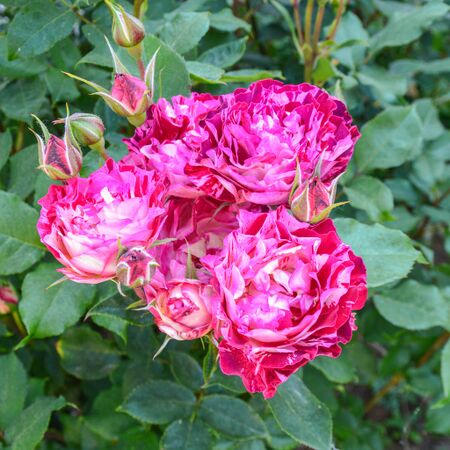 Belle de Segosa, Landhaus Ettenbühl 1-2-w.jpg