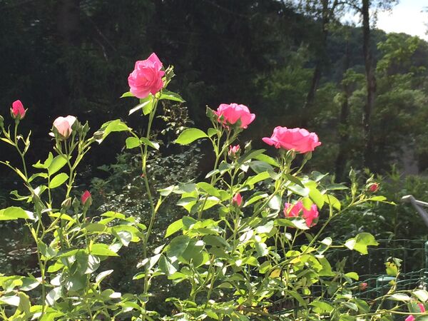 Une seule rose d'un ton rose-pâle fin mai 2025!