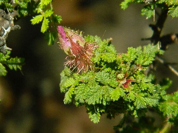 R. minutifolia, Kim Rupert 11-2-w.jpg