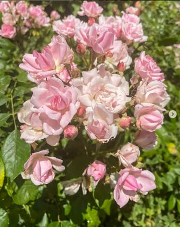 Toresky, roses josep 7-2-w.jpg