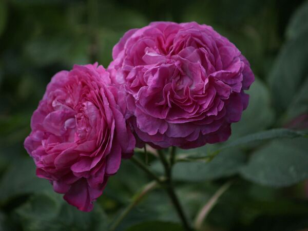 Rosa Remontant-Reine des Violettes-2020-07-01- 7019032.jpg
