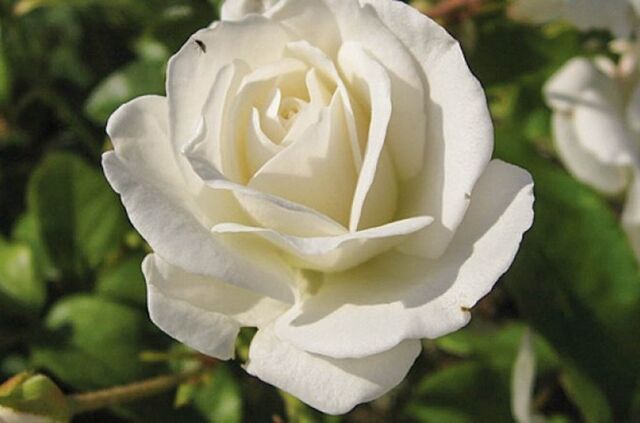 White Dream – Rose-Biblio