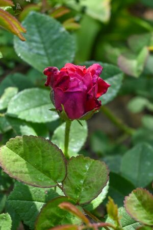 DSC 5712-2-w.jpg