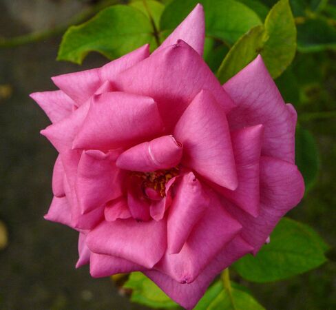 Andrés Battle, Andrea Moro, Università di Trieste 1-2-w.jpg