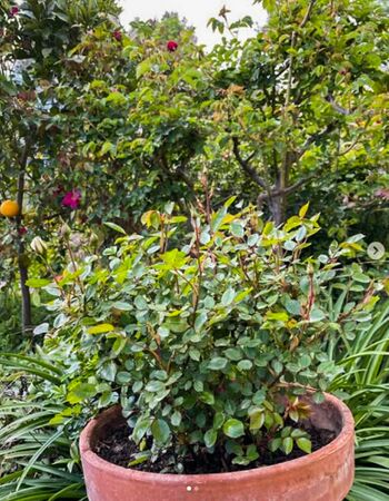 Para Ti, roses josep 1-2-w.jpg