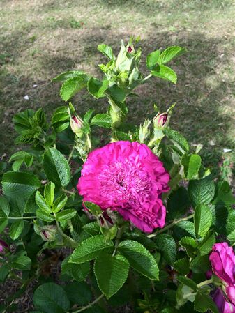 'Trish's Rose' a Hybrid Rugosa found in NZ..jpg