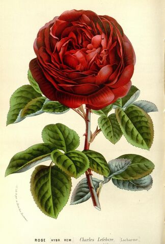 Charles Lefèbvre, Louis van Houtte, Flore des serres et des jardins de l'Europe, ou Descriptions et figures des plantes les plus rares et les plus méritantes ..., 1865, Vol. 15, Seite 92/93