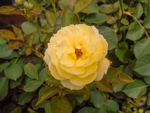 Venus, Salicyna, Szczecin, Polen 1-2-w.jpg