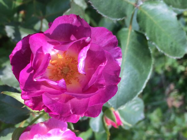Fleur au ton plutôt rougeâtre à l'éclosion