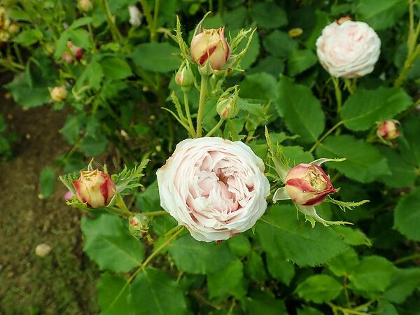 Gloire d’Olivet, SalycinaSGH 3-2-w.jpg