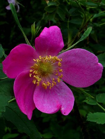 Rosa acicularis Lindl. subsp. sayi (Schwein.) W.H.Lewis, Alaskawildfloers.us 1-2-g.jpg
