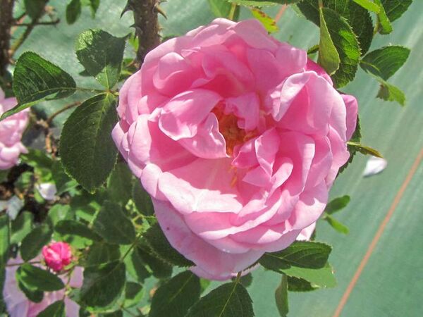 Duchesse de Vallombrosa, Stéphane Barth, L'Haÿ 1-2-w.jpg