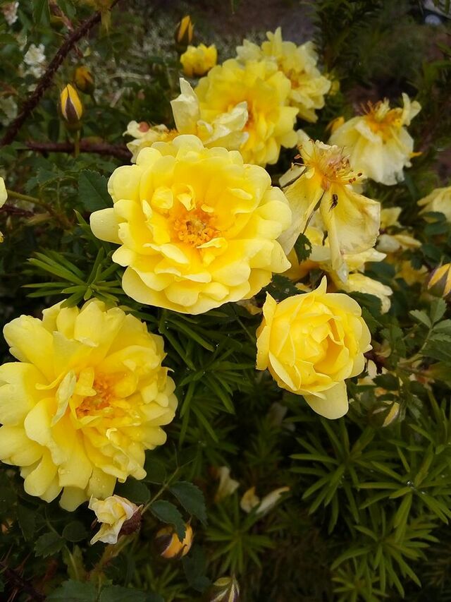 Old Yellow Scotch – Rose-Biblio