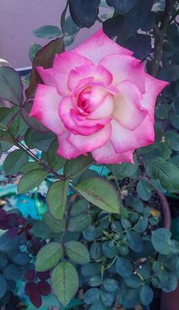 The Viru Rose, S. Mitra 1-2-w.jpg