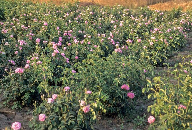 Edward rose garden in Rajasthan 1-w.jpg