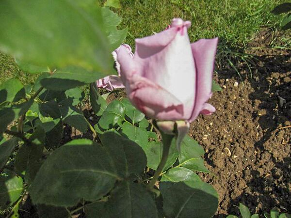 Sissi, Stéphane Barth, L'Haÿ 2-2-w.jpg