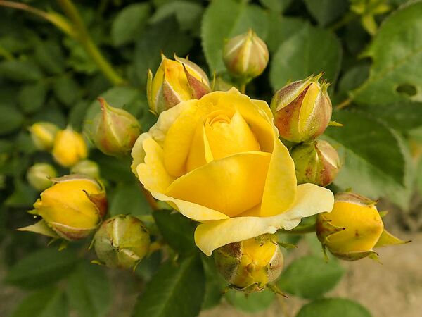 Venus, Salicyna, Szczecin, Polen 7-2-w.jpg