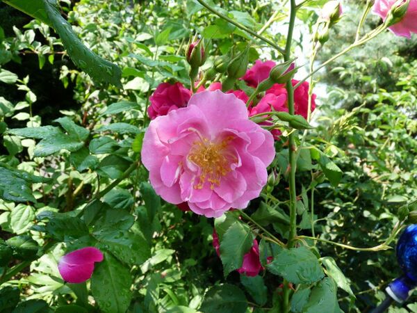 2009, eine rosa Blüte zwischen den roten von 'Gloire des Rosomanes'