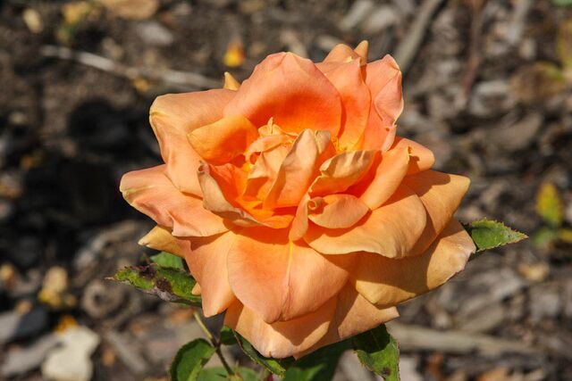 Wiener Charme – Rose-Biblio Wiener Charme – Rose-Biblio