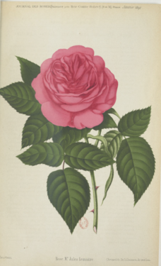 Monsieur Jules Lemaître, Journal des Roses 01.1891.PNG
