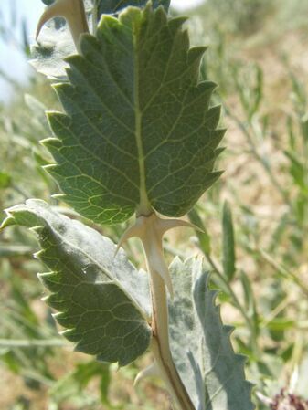 R. berberifolia, Witali Nedoseikin, Kasachstan, Region Aktobe, Taskora 3.jpg