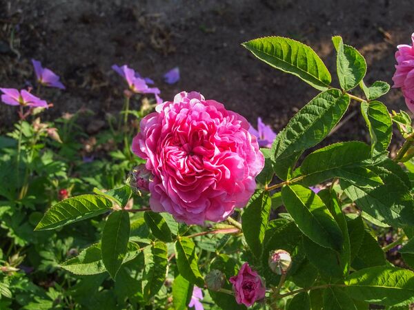 Agathe de Saint-Caprais-de-Blaye (5)-2-w.jpg