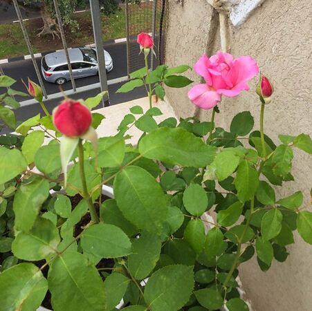 First Love, Assaf Shtilman 4-2-w.jpg