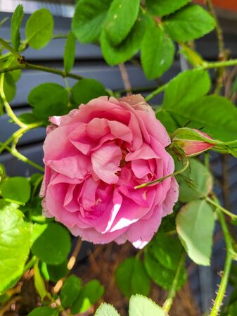 Rose de Puteaux, Knut-2-w.jpg