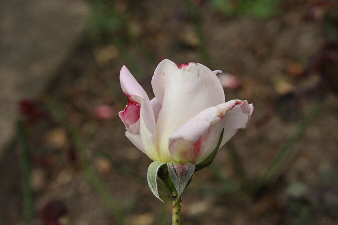 Silverado, Olomouc 3-2-w.jpg