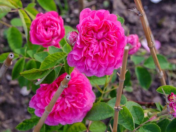 Agathe de Saint-Caprais-de-Blaye - 30.5.2021-2-w.jpg