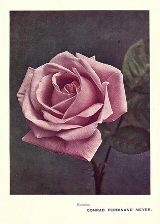 Roses and Rose Growing, Rose G. Kingsley, 1908
