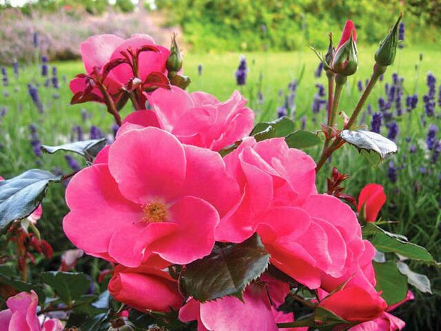 Never ending story – Rose-Biblio