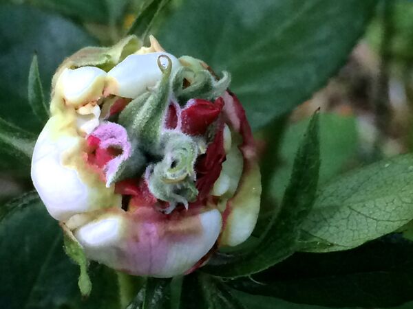 Rose aus Walfer, Foto Dany Kohl