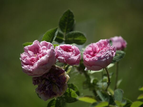 Rosa cenfifolia-Pompon de Bourgogne-2020-06-20- 6158945.JPG