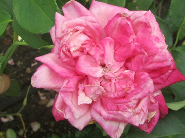 Anna Jung – Rose-Biblio