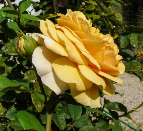 Roselandia, Andrea Moro, Università di Trieste 3-2-w.jpg