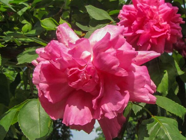 Souvenir de Nemours, Stéphane Barth, L'Haÿ 4-2-w.jpg